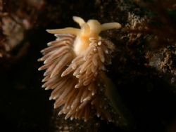 The nudibranch Flabellina falklandica, Strait of Magellan... by Cesar Cardenas 